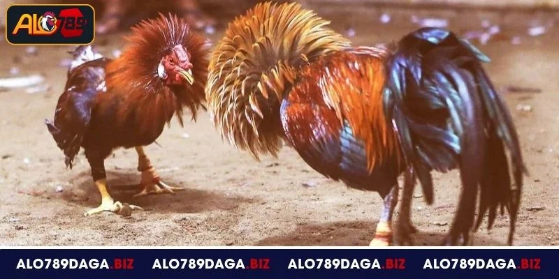 Đá Gà Thomo - Khám Phá Đấu Trường Uy Tín Tại ALO789 4 Các hình thức cược đá gà Thomo tại ALO789