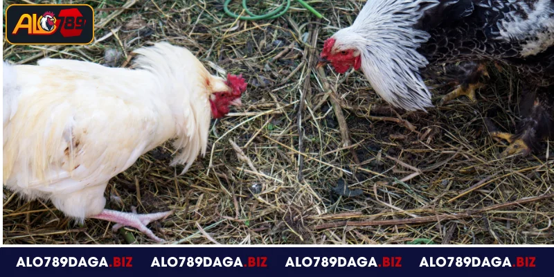 Các thể thức thi đấu được áp dụng tại đá gà ALO789