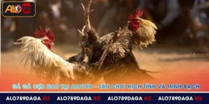 da ga cua dao tai alo789 san choi kich tinh va minh bach