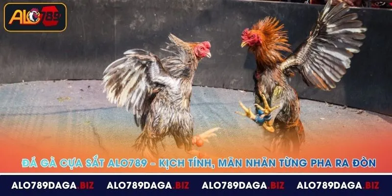 da ga cua sat alo789 kich tinh man nhan tung pha ra don