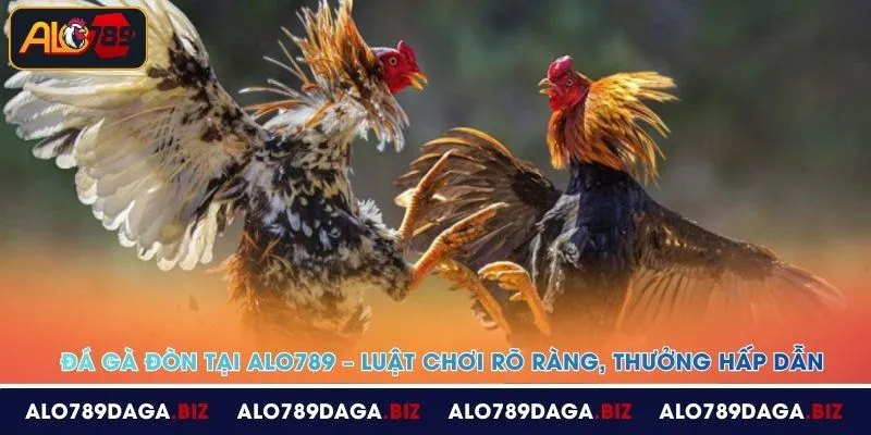 da ga don tai alo789 luat choi ro rang thuong hap dan
