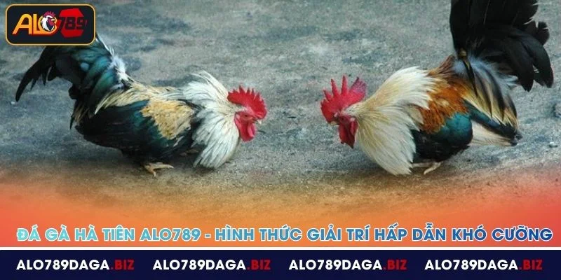 da ga ha tien alo789 hinh thuc giai tri hap dan kho cuong