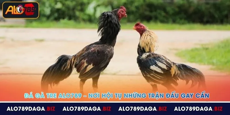 da ga tre alo789 noi hoi tu nhung tran dau gay can