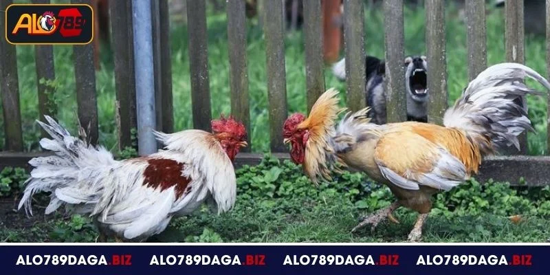 Đá Gà Hà Tiên ALO789 - Hình Thức Giải Trí Hấp Dẫn Khó Cưỡng 2 Giới thiệu sơ lược đá gà Hà Tiên