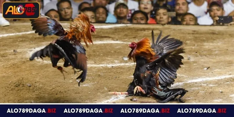 Giới thiệu về đá gà cựa dao tại ALO789