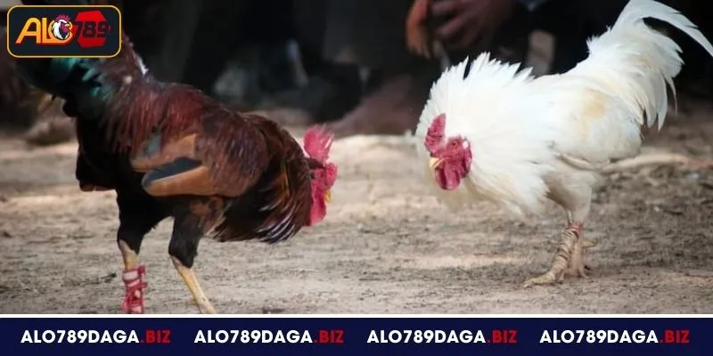 Kinh nghiệm tham gia đá gà cựa dao tại ALO789 hiệu quả