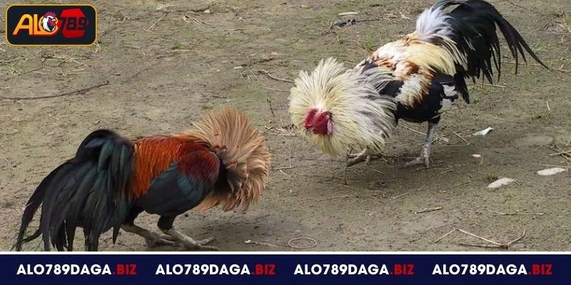 Kinh nghiệm tham gia đá gà tre hiệu quả tại ALO789