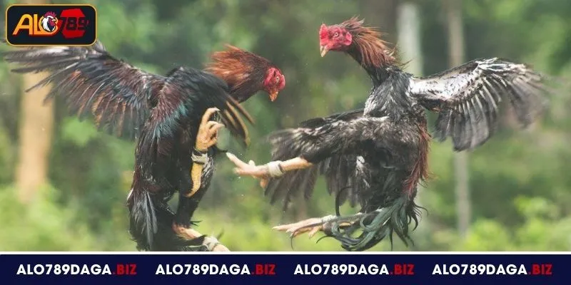Đá Gà Đòn Tại ALO789 – Luật Chơi Rõ Ràng, Thưởng Hấp Dẫn 4 Kinh nghiệm theo dõi và phân tích đá gà đòn tại ALO789