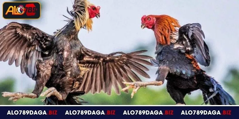 Luật chơi đá gà cựa sắt cơ bản người chơi cần biết