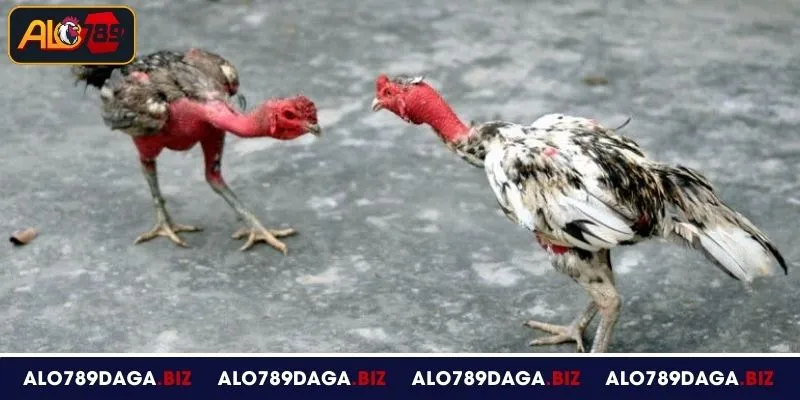 Đá Gà Đòn Tại ALO789 – Luật Chơi Rõ Ràng, Thưởng Hấp Dẫn 3 Luật chơi đá gà đòn tại ALO789