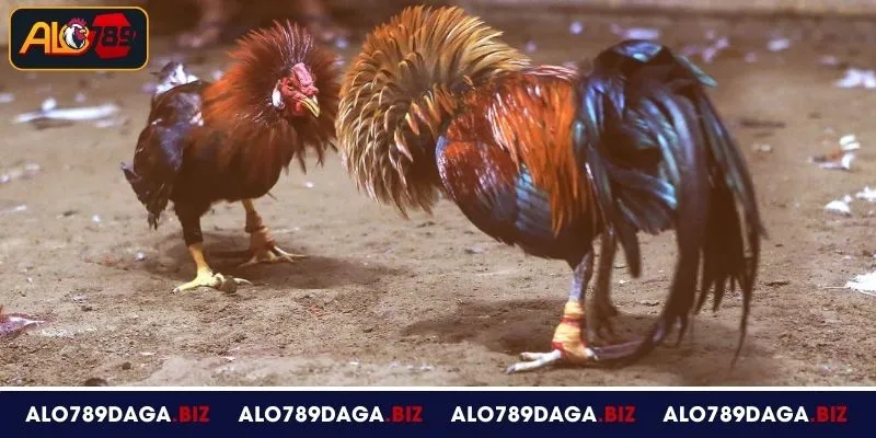 Luật chơi đá gà tre tại ALO789 chi tiết