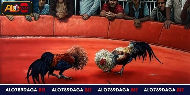 Đá Gà Thomo - Khám Phá Đấu Trường Uy Tín Tại ALO789 3 Luật lệ đá gà Thomo chi tiết cho hội viên