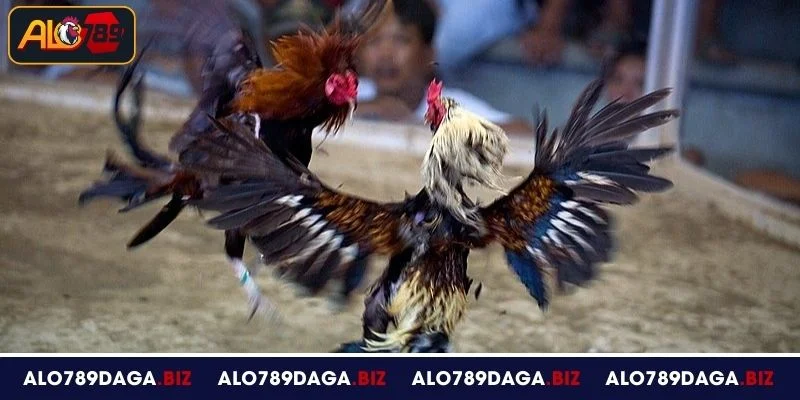 Đá Gà Hà Tiên ALO789 - Hình Thức Giải Trí Hấp Dẫn Khó Cưỡng 4 Những cửa cược phổ biến tại đấu trường đá gà Hà Tiên ALO789