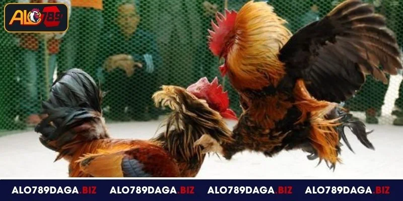 Đá Gà Hà Tiên ALO789 - Hình Thức Giải Trí Hấp Dẫn Khó Cưỡng 3 Những hình thức đấu gà Hà Tiên được yêu thích