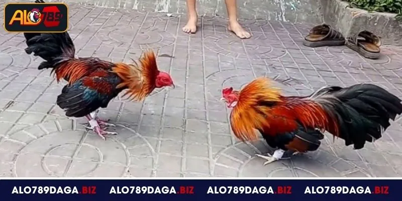 Những yếu tố làm nên sức hút của đá gà cựa sắt tại ALO789