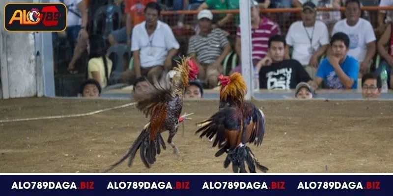 Tổng quan về đá gà cựa sắt tại ALO789