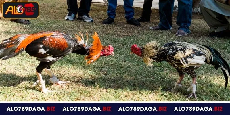 Đá Gà Đòn Tại ALO789 – Luật Chơi Rõ Ràng, Thưởng Hấp Dẫn 2 Tổng quan về đá gà đòn tại ALO789