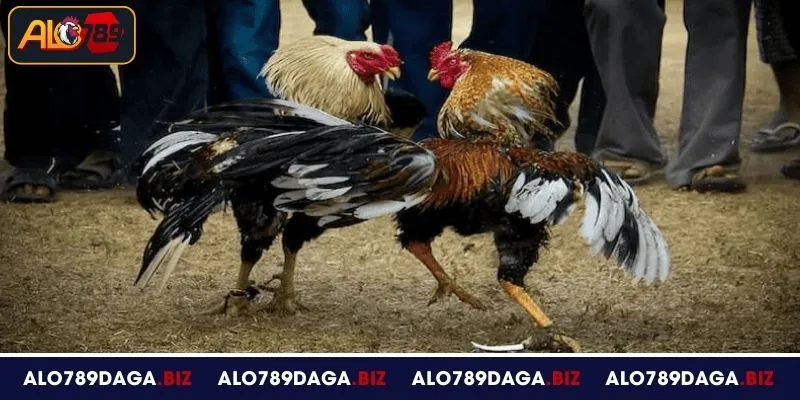 Ưu điểm nổi bật khi theo dõi đá gà cựa dao tại ALO789